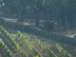 Tri zasada sve popularnija u Srbiji: Zarađuje se i po 40.000 evra godišnje, ali treba mnogo truda