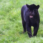 Crni leopard slobodno šeta, ne mogu da ga ulove pet dana: Proglašeno vanredno stanje