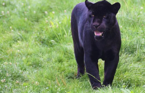 Crni leopard slobodno šeta, ne mogu da ga ulove pet dana: Proglašeno vanredno stanje