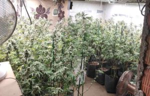 Uhapšen Boranin zatečen u zasadu marihuane: Policija zaplenila oko 13 kilograma konoplje