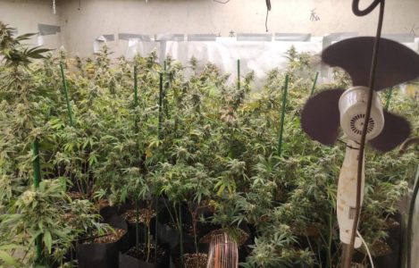 Policija upala na imanje kod Plandišta: U kući pronašli laboratoriju, u dvorištu gigante od marihuane