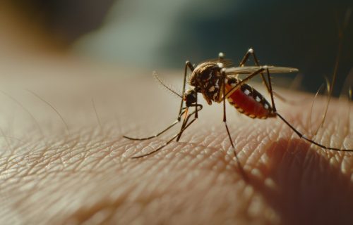 Komarci ne podnose ovaj miris: Prirodni trik, jednostavno i bez hemije (VIDEO)