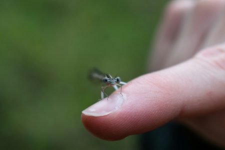Jednostavan trik za ublažavanje ujeda insekata: Kašika i topla voda protiv svraba