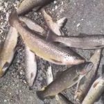 Pomor ribe u reci Raška, uznemireni ribolovci i građani (VIDEO)