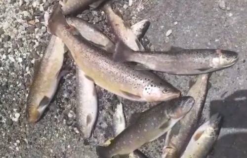 Užasne slike sa Zapadne Morave: Isplivali mrtvi somovi i šarani, neki teže i po 20 kg (FOTO)