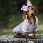 Istorijski trenutak u veterinarskoj medicini: Potvrđena efikasnost leka koji produžava život pasa