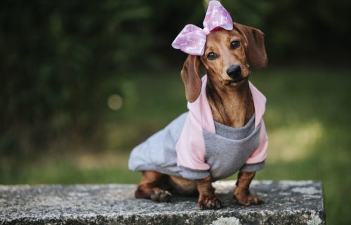 Istorijski trenutak u veterinarskoj medicini: Potvrđena efikasnost leka koji produžava život pasa