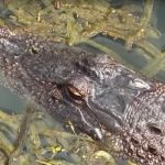 Aligator zvani Krastavčić se odomaćio ispred restorana: Gosti ga obožavaju, lovcima stalno izmiče (VIDEO)