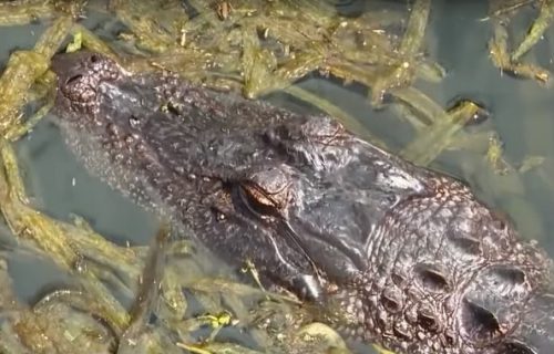 Aligator zvani Krastavčić se odomaćio ispred restorana: Gosti ga obožavaju, lovcima stalno izmiče (VIDEO)