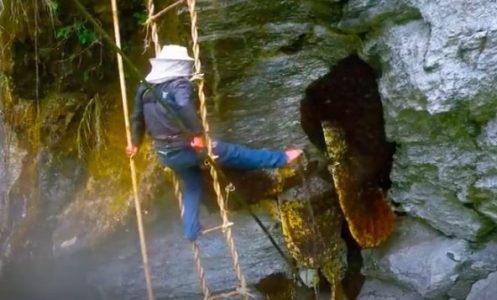 ”Ludi med” po ceni od 200 dolara, za malu teglicu: Dragocen je zbog mesta gde nastaje (VIDEO)