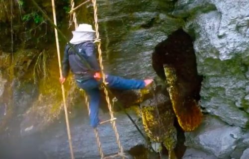 ”Ludi med” po ceni od 200 dolara, za malu teglicu: Dragocen je zbog mesta gde nastaje (VIDEO)