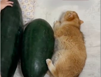 Neobičan letnji trend: Spavaju sa lubenicama da se rashlade tokom nesnosnih vrućina (VIDEO)