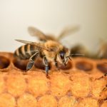 "Biće dobrog meda, društva se oporavljaju, a bagrem obećava": Subotički pčelari najavljuju dobru sezonu