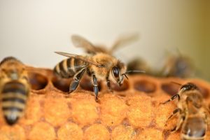 “Biće dobrog meda, društva se oporavljaju, a bagrem obećava”: Subotički pčelari najavljuju dobru sezonu