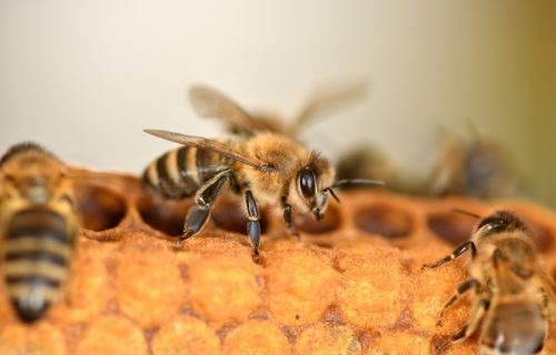 "Biće dobrog meda, društva se oporavljaju, a bagrem obećava": Subotički pčelari najavljuju dobru sezonu