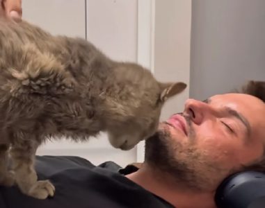 Ulična maca koja je prvi put prespavala u zatvorenom: Ovako je rekla “hvala” (VIDEO)