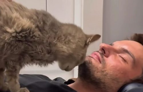 Ulična maca koja je prvi put prespavala u zatvorenom: Ovako je rekla "hvala" (VIDEO)