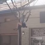 Dirljiva scena u Šapcu: Devojka visila sa drveta, svi su navijali za nju kada su videli šta radi (VIDEO)