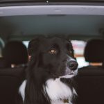 "Vaših par minuta može biti njihova večnost": Apel za vlasnike pasa, nikada ih ne ostavljajte u automobilu tokom toplih dana!
