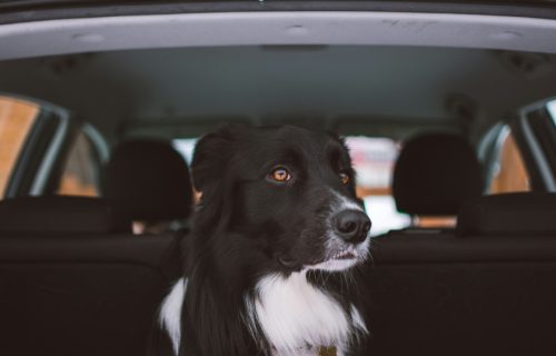 "Vaših par minuta može biti njihova večnost": Apel za vlasnike pasa, nikada ih ne ostavljajte u automobilu tokom toplih dana!