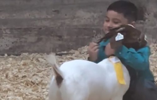 Snimak dečaka i koze obišao svet: Jedan momenat oduševio je milione (VIDEO)