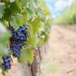 Vinogradari "trljaju ruke" i obećavaju dobru berbu, grožđu prijale vremenske prilike