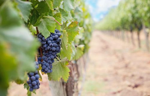 Vinogradari "trljaju ruke" i obećavaju dobru berbu, grožđu prijale vremenske prilike