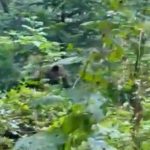 Nisam se plašio: Pripadnik Gorske službe spasavanja oči u oči sa medvedom (VIDEO)
