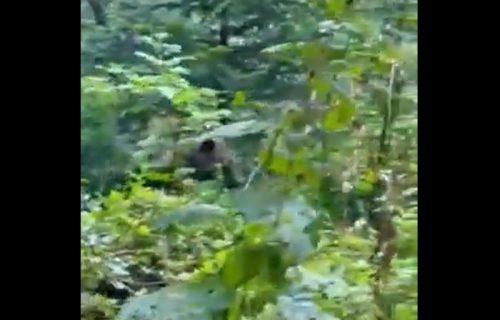 Nisam se plašio: Pripadnik Gorske službe spasavanja oči u oči sa medvedom (VIDEO)