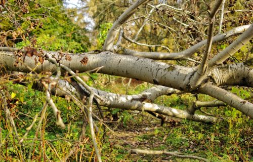 Tragedija u Hrvatskoj: Stablo palo na dete, ubilo ga na licu mesta