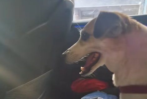 "Čajniz masaž u pasaž": Mici je najpopularniji pas na TikToku, pogledajte samo jedan video i zaljubićete se u nju (VIDEO)