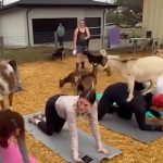Ludi trend “goat pilates“: Koze na prostirkama i leđima vežbača (VIDEO)