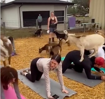 Ludi trend “goat pilates“: Koze na prostirkama i leđima vežbača (VIDEO)