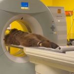 Medved se prejeo voća pa završio na skeneru: Postao viralan zbog jednog detalja! (VIDEO)