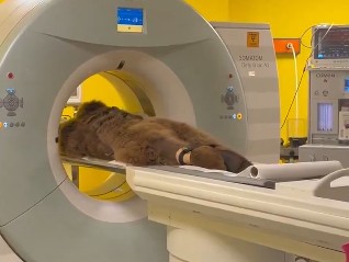 Medved se prejeo voća pa završio na skeneru: Postao viralan zbog jednog detalja! (VIDEO)