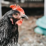 Naučnici razrešili večitu dilemu: Ipak kokoška, pre jajeta
