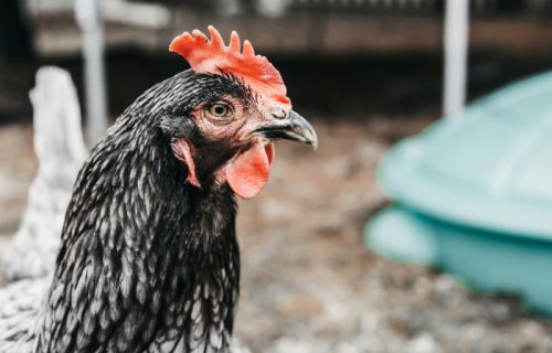 Naučnici razrešili večitu dilemu: Ipak kokoška, pre jajeta