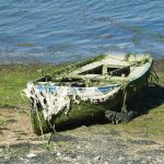 Drama turista na Jadranu: Toksične alge zatvorile plaže, more puno otrova opasnog po život