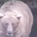 Počela Nedelja debelih medveda: Građani glasaju za svoje omiljene kapitalce (VIDEO)