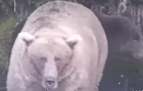 Počela Nedelja debelih medveda: Građani glasaju za svoje omiljene kapitalce (VIDEO)