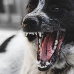 Šta je pseći autizam? Ako kod ljubimca primetite čudne obrasce ponašanja obratite se veterinaru