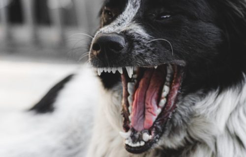 Šta je pseći autizam? Ako kod ljubimca primetite čudne obrasce ponašanja obratite se veterinaru
