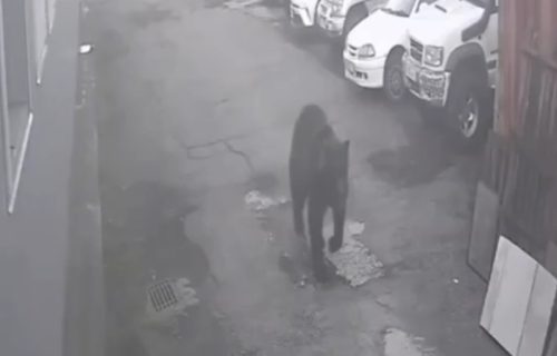 Medved-ljudožder terorisao grad: Prenzionerka preminula, dečak se spasao brzim razmišljanjem (VIDEO)