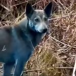 Snimci misterioznih plavih pasa iz Černobilja preplavili internet, ali da li su stvarni ili ih je generisala veštačka inteligencija? (VIDEO)