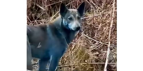 Snimci misterioznih plavih pasa iz Černobilja preplavili internet, ali da li su stvarni ili ih je generisala veštačka inteligencija? (VIDEO)