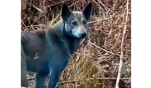 Snimci misterioznih plavih pasa iz Černobilja preplavili internet, ali da li su stvarni ili ih je generisala veštačka inteligencija? (VIDEO)