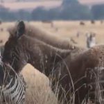 Priroda stvara čuda: Tačkaste zebra osvajaju svojim šarmom i unikatnom pojavom (VIDEO)