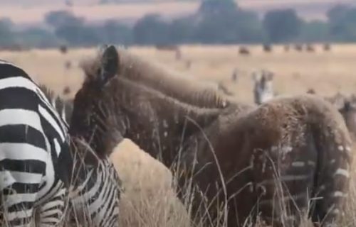 Priroda stvara čuda: Tačkaste zebra osvajaju svojim šarmom i unikatnom pojavom (VIDEO)
