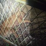 Nađeni leševi ubijenih pasa: MUP Republike Srpske u velikoj akciji, uhapšeno 14 osoba, među njima i Srbi