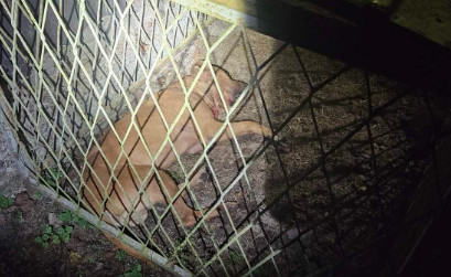Nađeni leševi ubijenih pasa: MUP Republike Srpske u velikoj akciji, uhapšeno 14 osoba, među njima i Srbi